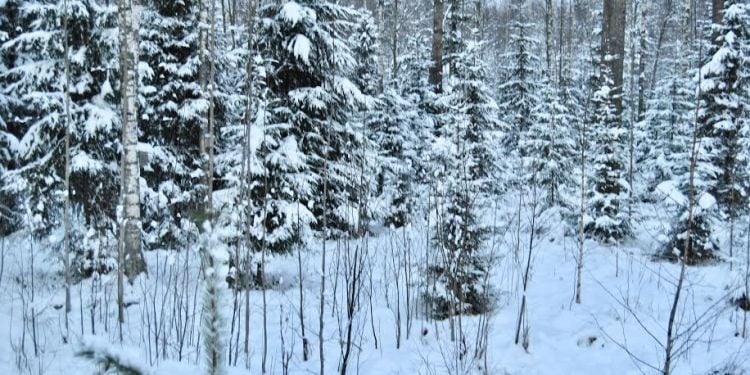 snow in forest in Finland