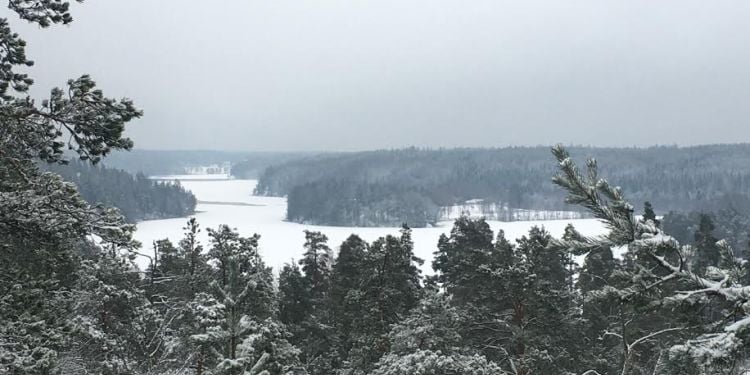 forest and snow in Finland