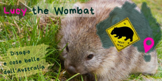 Lucy the Wombat