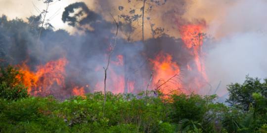 Incendies dans la forêt amazonienne: les expats en parlent