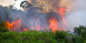 Amazon rainforest fires: Expats on ground speak