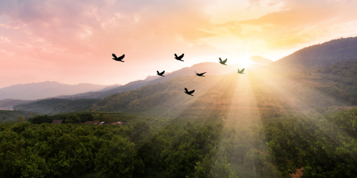 oiseaux dans la vall?e