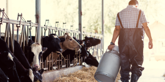 Trabajando en una granja durante la crisis del COVID-19