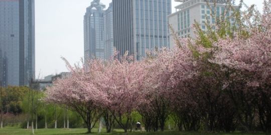 Peter in Suzhou: 