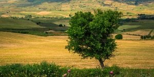 Pablo: "Hay muchas similitudes entre italianos y argentinos"