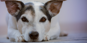 Avoir des animaux de compagnie à Maurice : ce que vous devez savoir