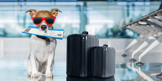 Viaggiare con animali domestici in un paese dell'Unione Europea