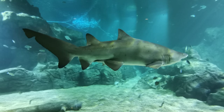 requin a Odysseo