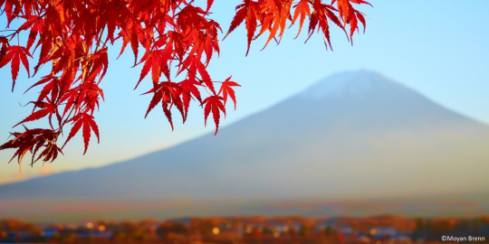 Un an au Japon : entre émerveillement et perte de repères