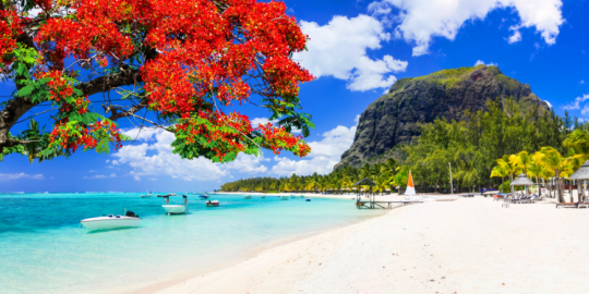 Red Summer: Flamboyants, Jacarandas and mangoes are here!