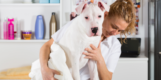 Le razze canine vietate all'estero