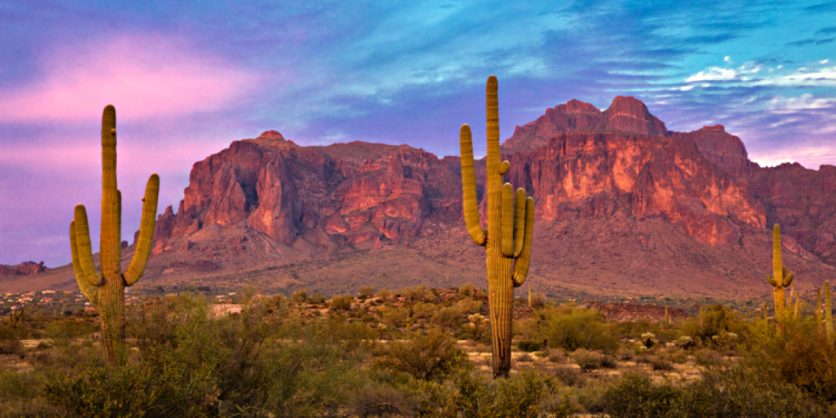 Saguaro cactus in Arizona