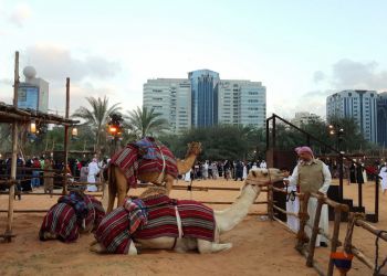 Camel in UAE