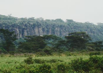 Jungle in Kenya