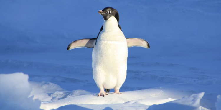 penguin antarctica 