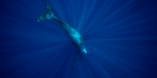 Humpback whale season: Where to find them and how to whale-watch responsibly