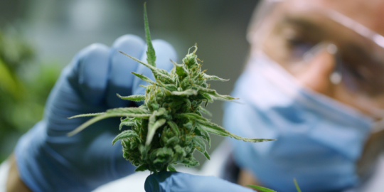 The news at a glance: medical cannabis soon legalized