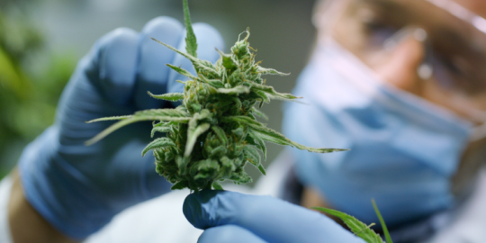 Actu en un coup d'&oelig;il : la loi bient&ocirc;t amend&eacute;e pour l'introduction du cannabis m&eacute;dical