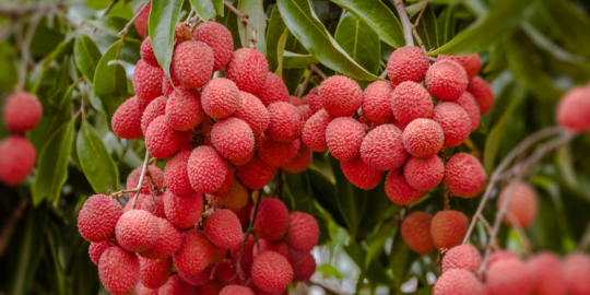 Actu en un coup d'&oelig;il : mangues et litchis affect&eacute;s par la s&egrave;cheresse