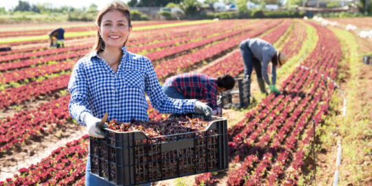 Lavorare all'estero: i vantaggi di fare una prima esperienza nel settore agricolo