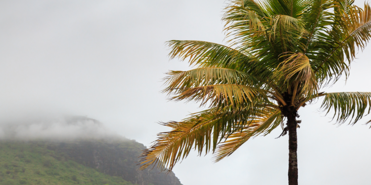 Palm tree during a cyclone in Mauritius