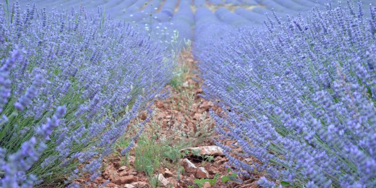 Life in Provence