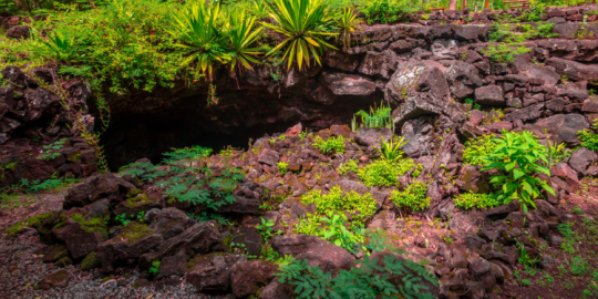 Smart City vs Pr&eacute;servation : Que se passe-t-il &agrave; Roches-Noires ?