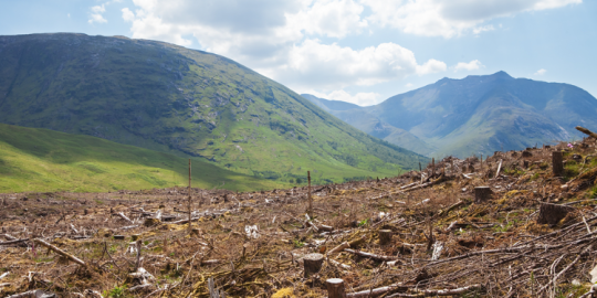 Actu de la semaine : La surface de for&ecirc;ts en diminution