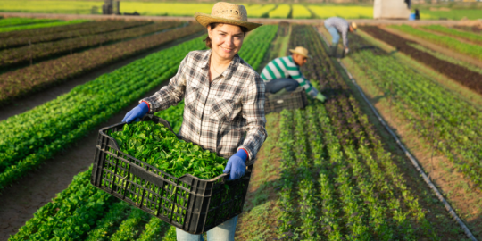 Lavorare in una fattoria all'estero: benefici e rischi