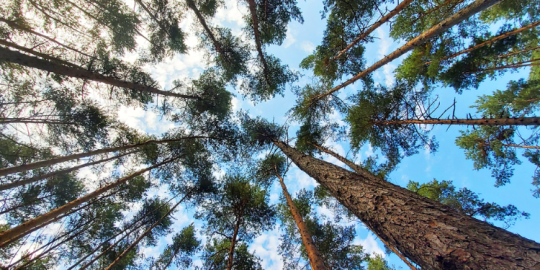 Actu de la semaine : Maurice r&eacute;duit son empreinte carbone