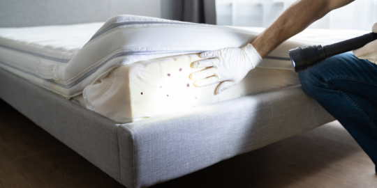 Bedbug infestation in Paris: between psychosis and trauma