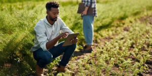 Pénuries de main-d'œuvre agricole : quelles perspectives pour les expatriés ?
