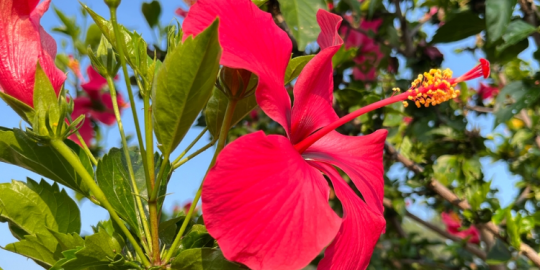 Preserving Mauritius: A botanical odyssey to save endangered flora