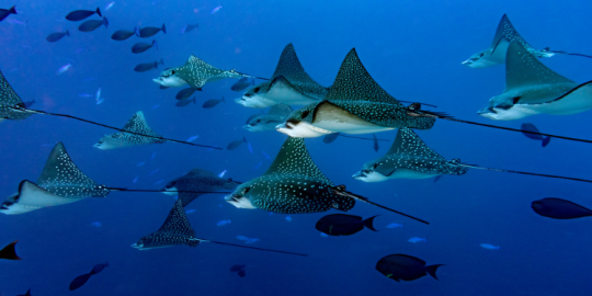 Marine wildlife: Meet Mauritian stingrays