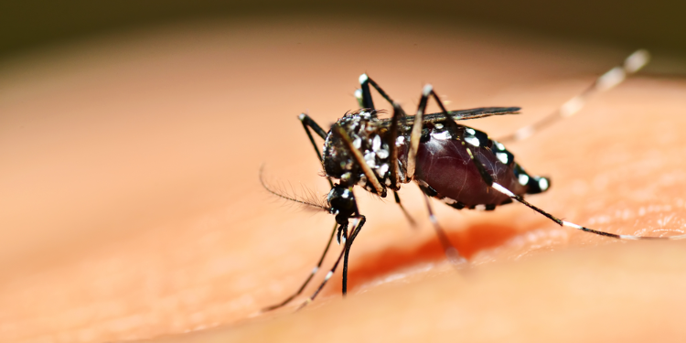 moustique vecteur de la dengue