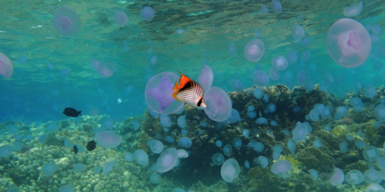 All you should know about jellyfish in Mauritius