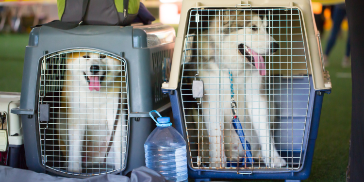 animaux de compagnie en cage