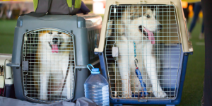 Expatriation avec des animaux de compagnie : +400 % de hausse des frais de transport dans certains pays