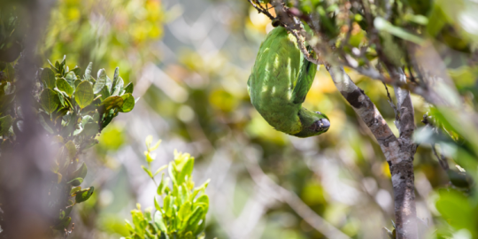 News highlight of the week: Release of 17 Echo Parakeets