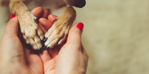 Moving abroad? Here's who can watch pet while you're away