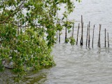 Sungei Buloh, la mangrove...