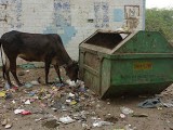La vache sacrée en Inde
