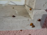 Ladybug Invasion!