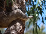 Koalas du Yanchep National Park