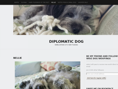 Diplomatic Dog