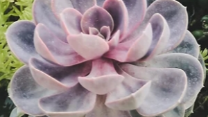 Cognitive Behavioural Hypnotherapist