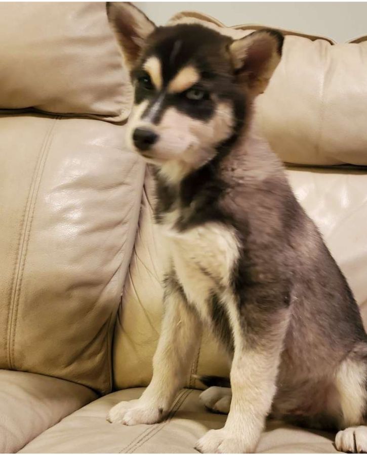 Husky Puppies Pets For Sale In Spain