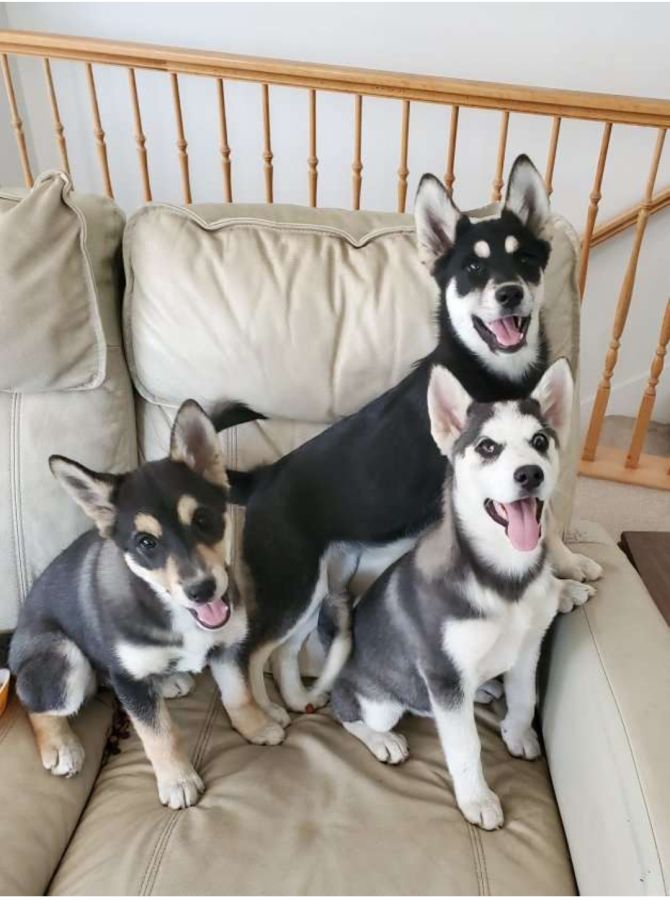 Husky Puppies Pets For Sale In Spain