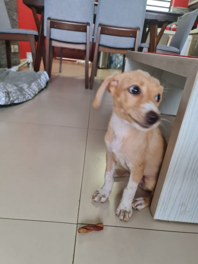 Donner Petit bébé chien femelle, animaux à adopter Flic en