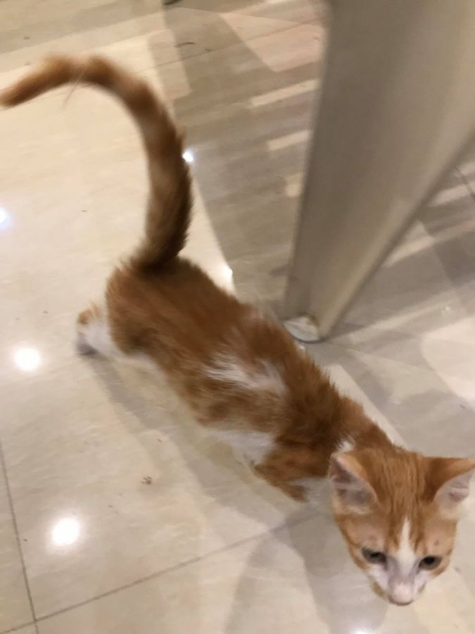 Pet Cat Adoption, everything for your pets Riyadh in Saudi Arabia